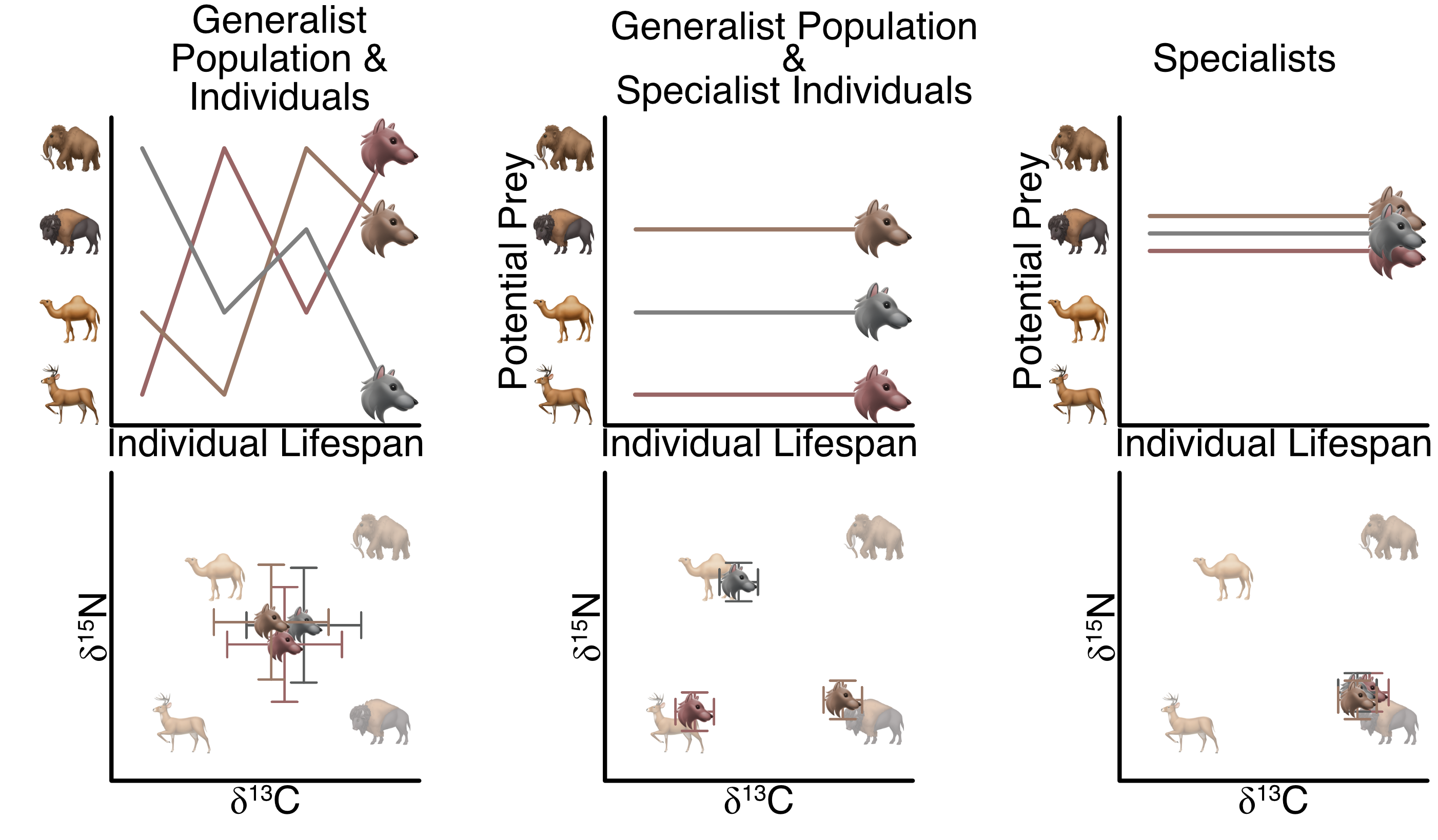 Conceptual diagram of different generalist-to-specialist dietary strategies for predators and the isotopic expression of these differences.