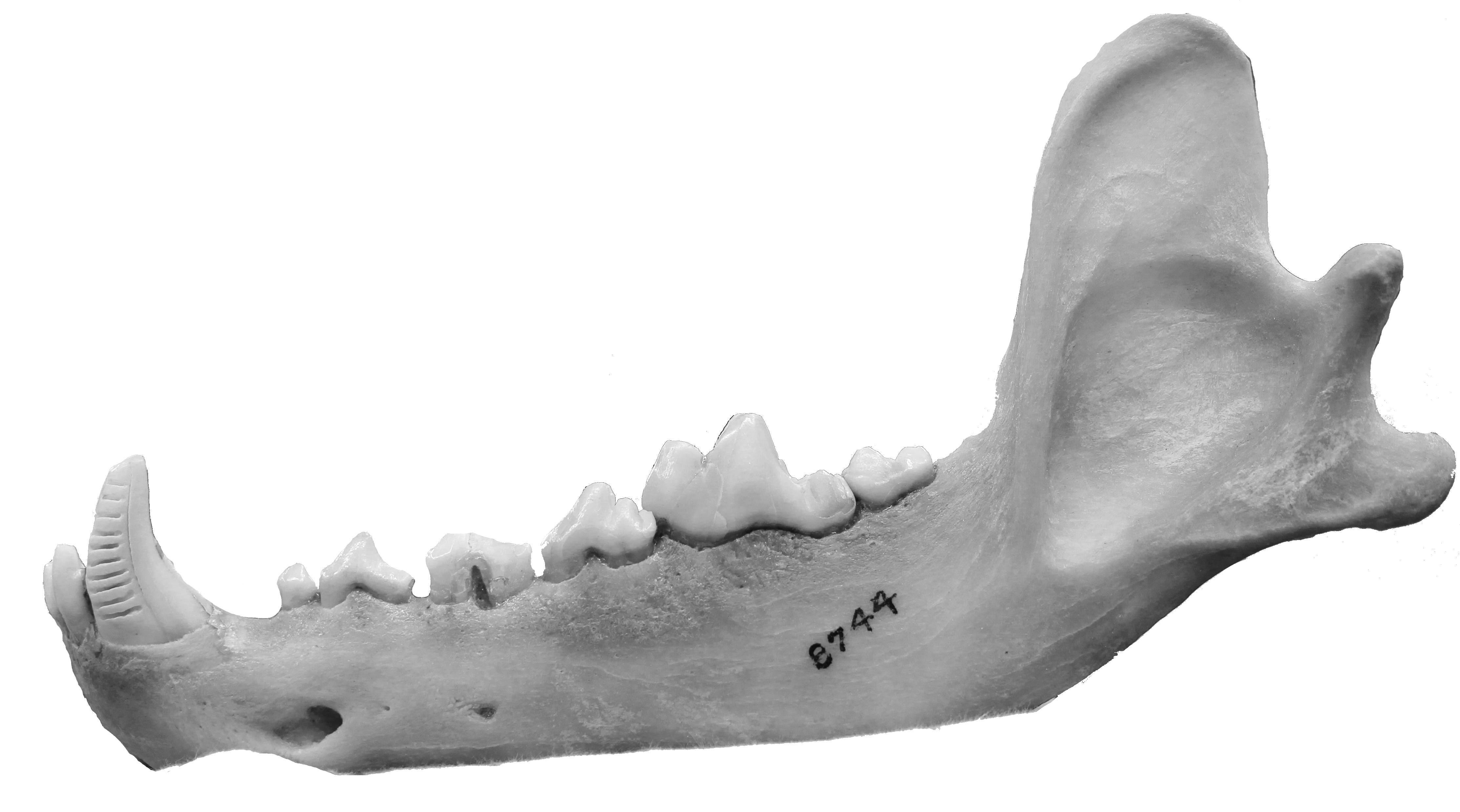 Grey wolf mandible where the canine has been sampled for stable isotope analysis.